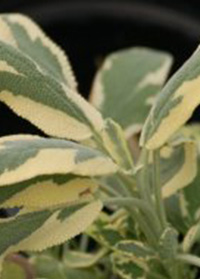 Salvia officinalis 'Berggarten Variegata'